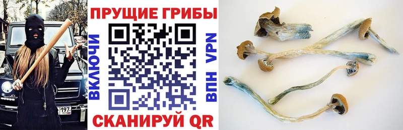 kraken ONION  Игра  Псилоцибиновые грибы GOLDEN TEACHER 